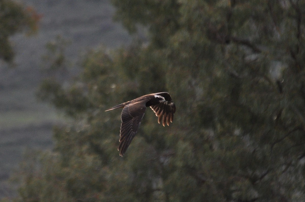Western Marsh Harrier - ML646517202