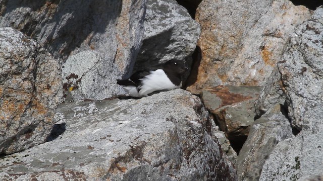 אלקה גמדית - ML646517204