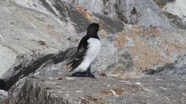 אלקה גמדית - ML646517205