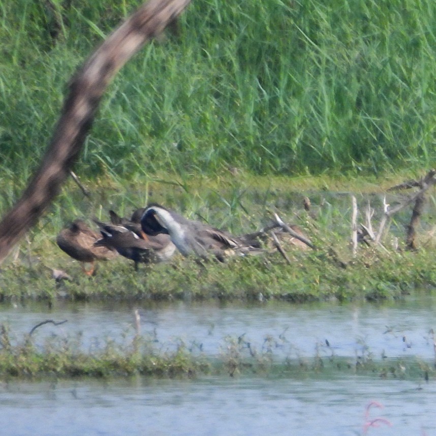 Northern Pintail - ML646517208