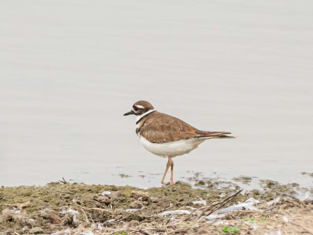 Killdeer - ML646517209