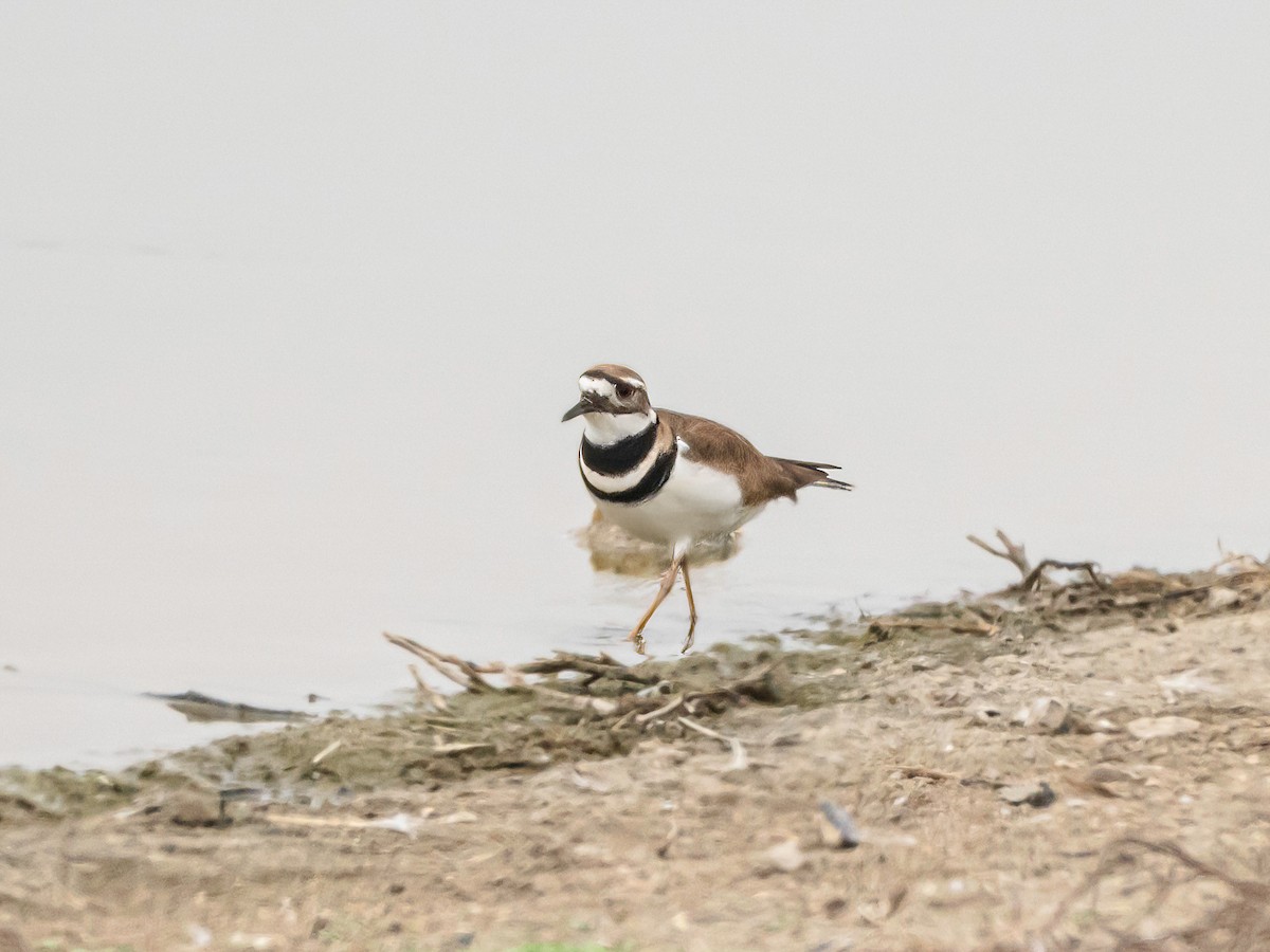Killdeer - ML646517210