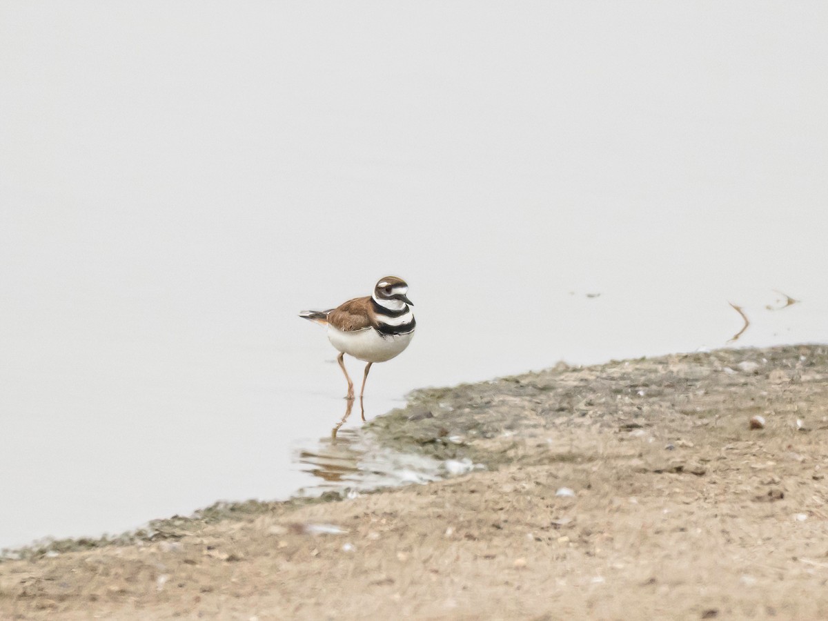 Killdeer - ML646517211