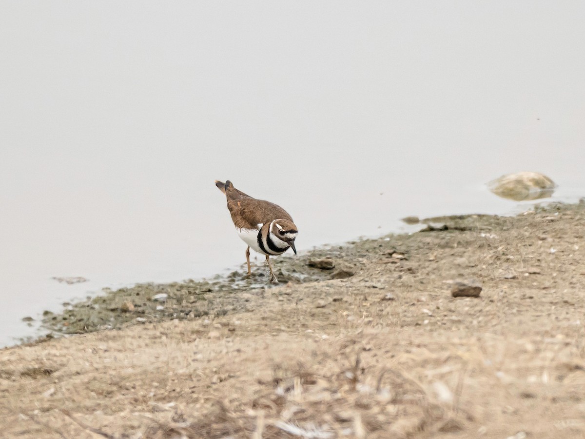 Killdeer - ML646517212