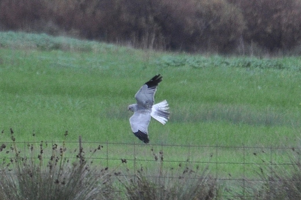 Hen Harrier - ML646517213
