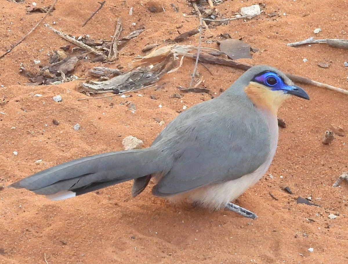 Running Coua - ML646517214