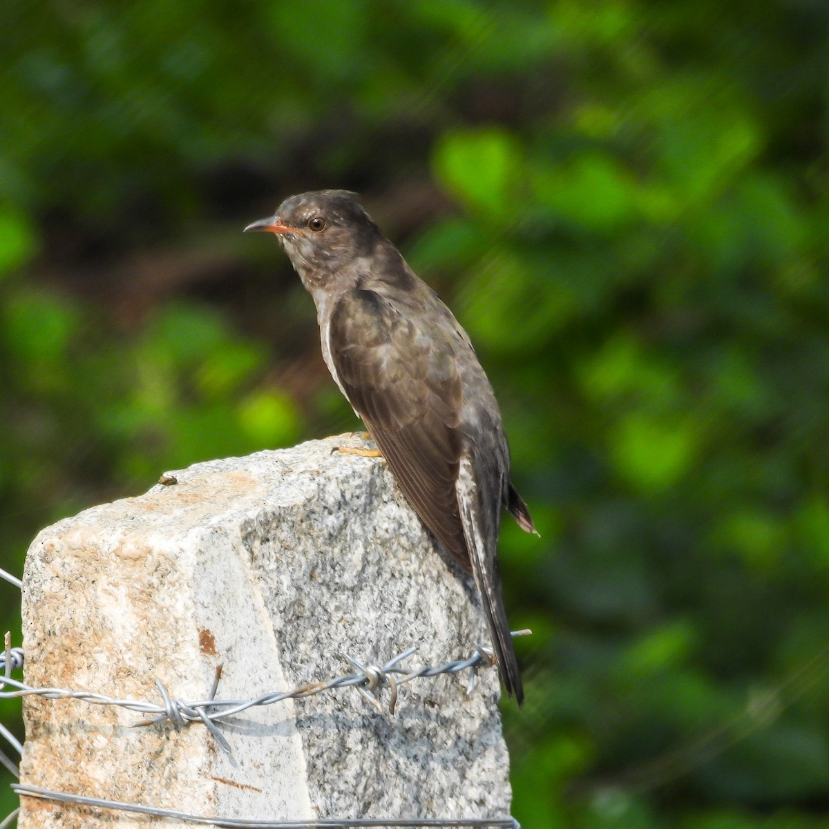 Gray-bellied Cuckoo - ML646517216