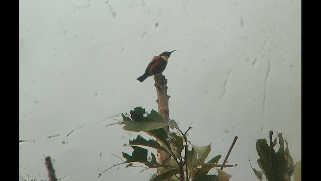 Buff-throated Sunbird - ML646517217