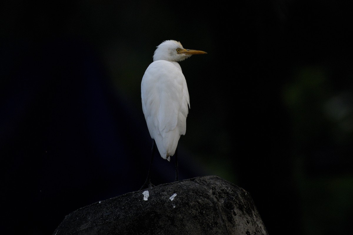 volavka dobytčí - ML646517219