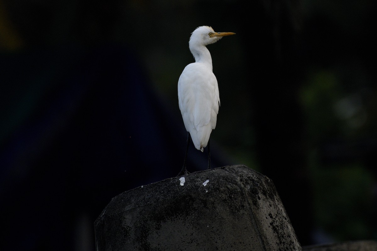 volavka dobytčí - ML646517220