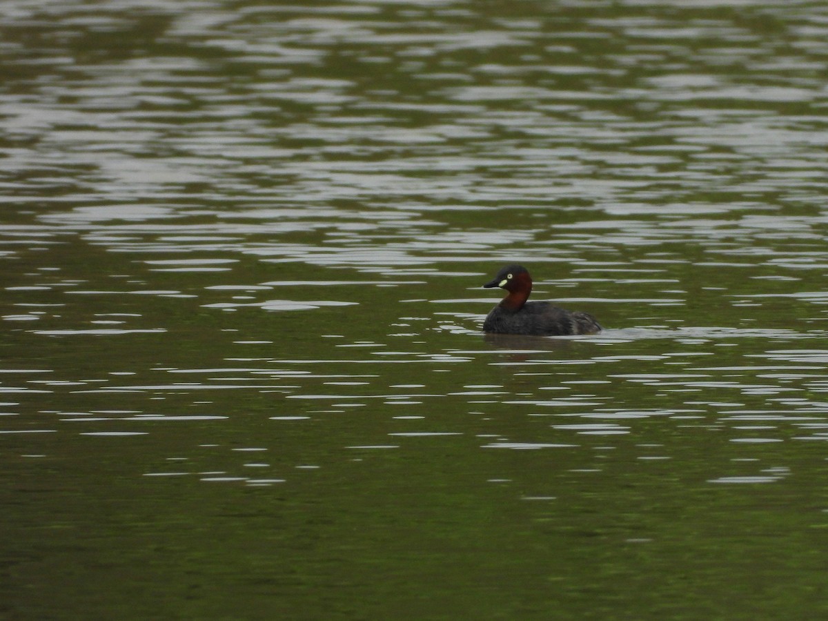 Little Grebe - ML646517223