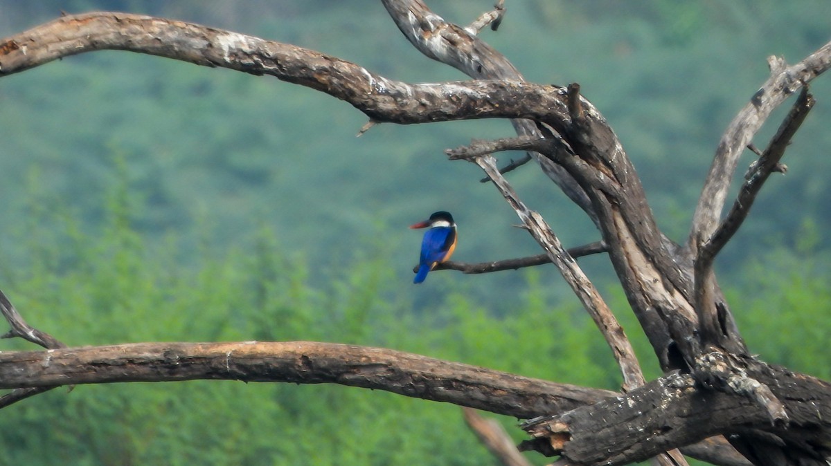 Black-capped Kingfisher - ML646517224