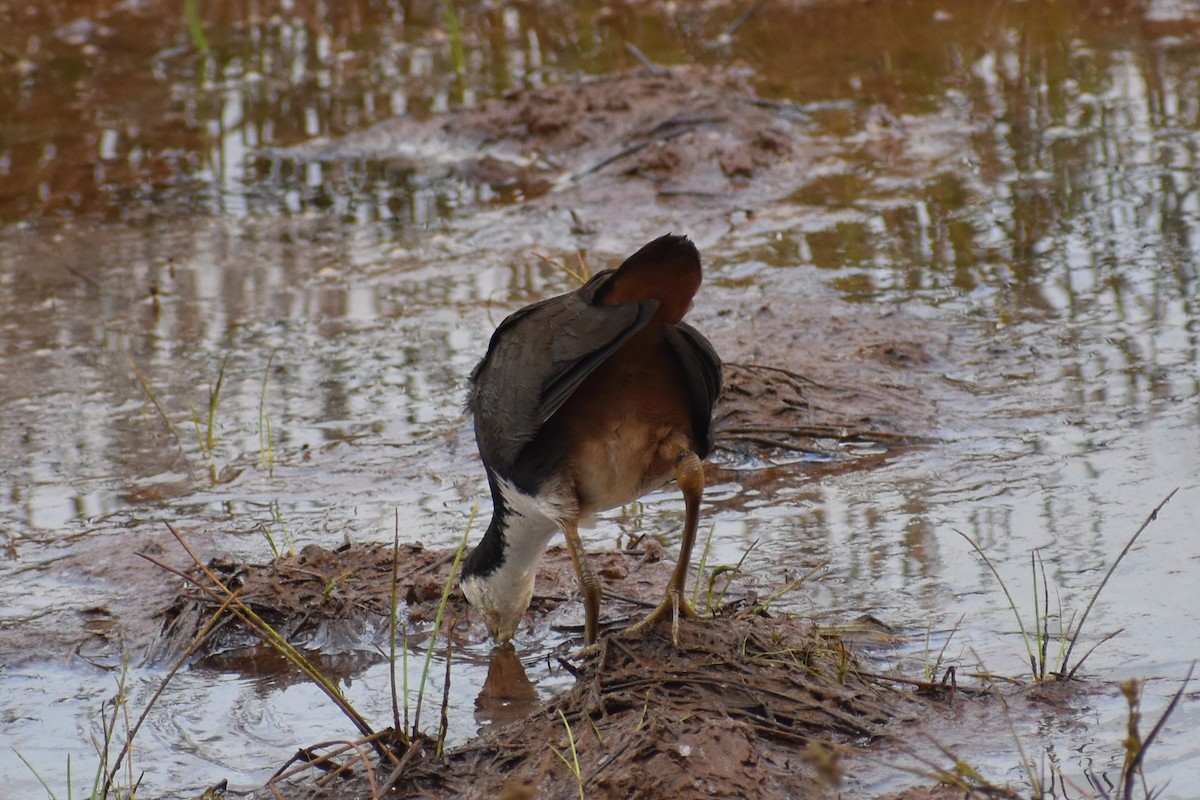 White-breasted Waterhen - ML646517225