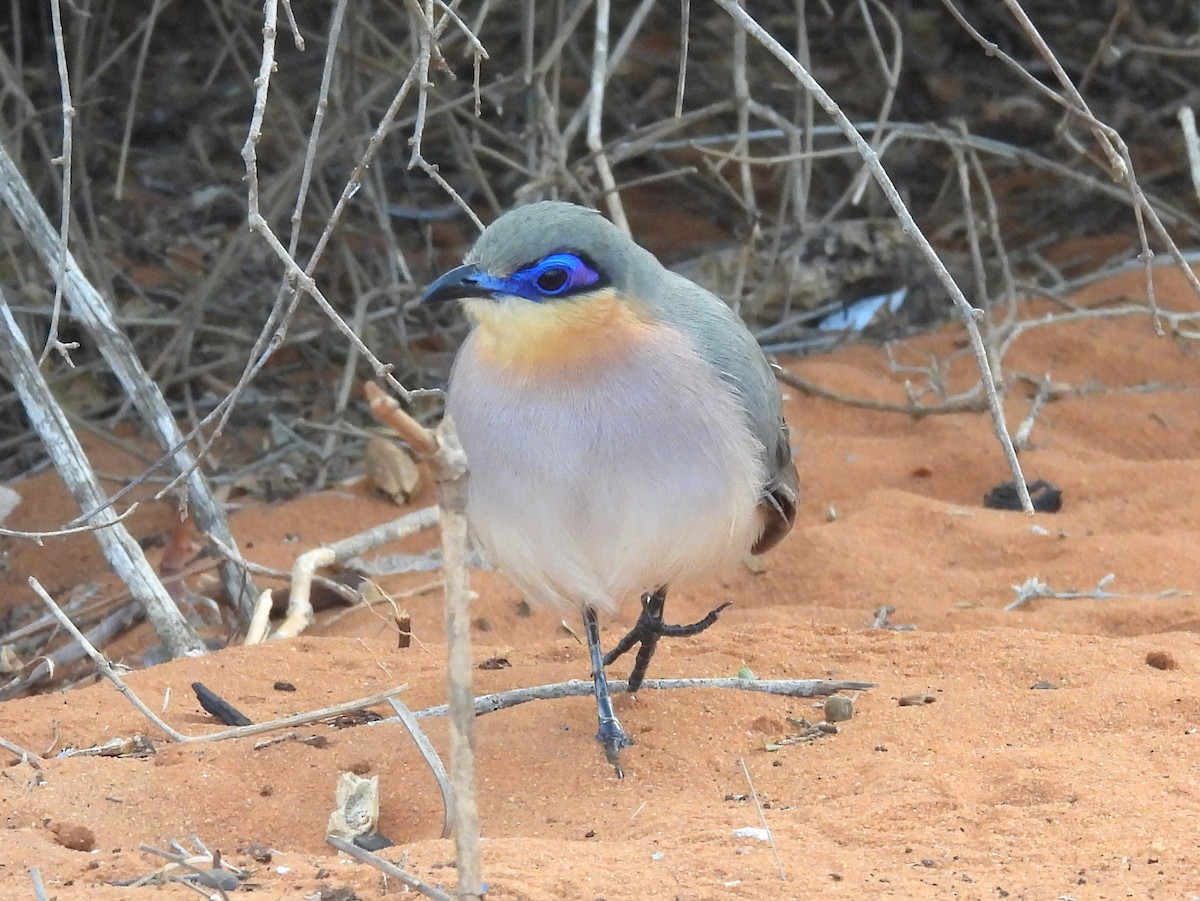 Running Coua - ML646517226