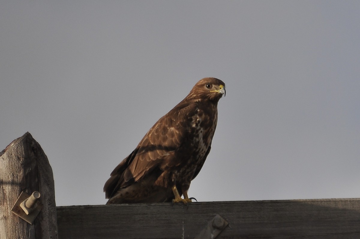 Common Buzzard - ML646517227