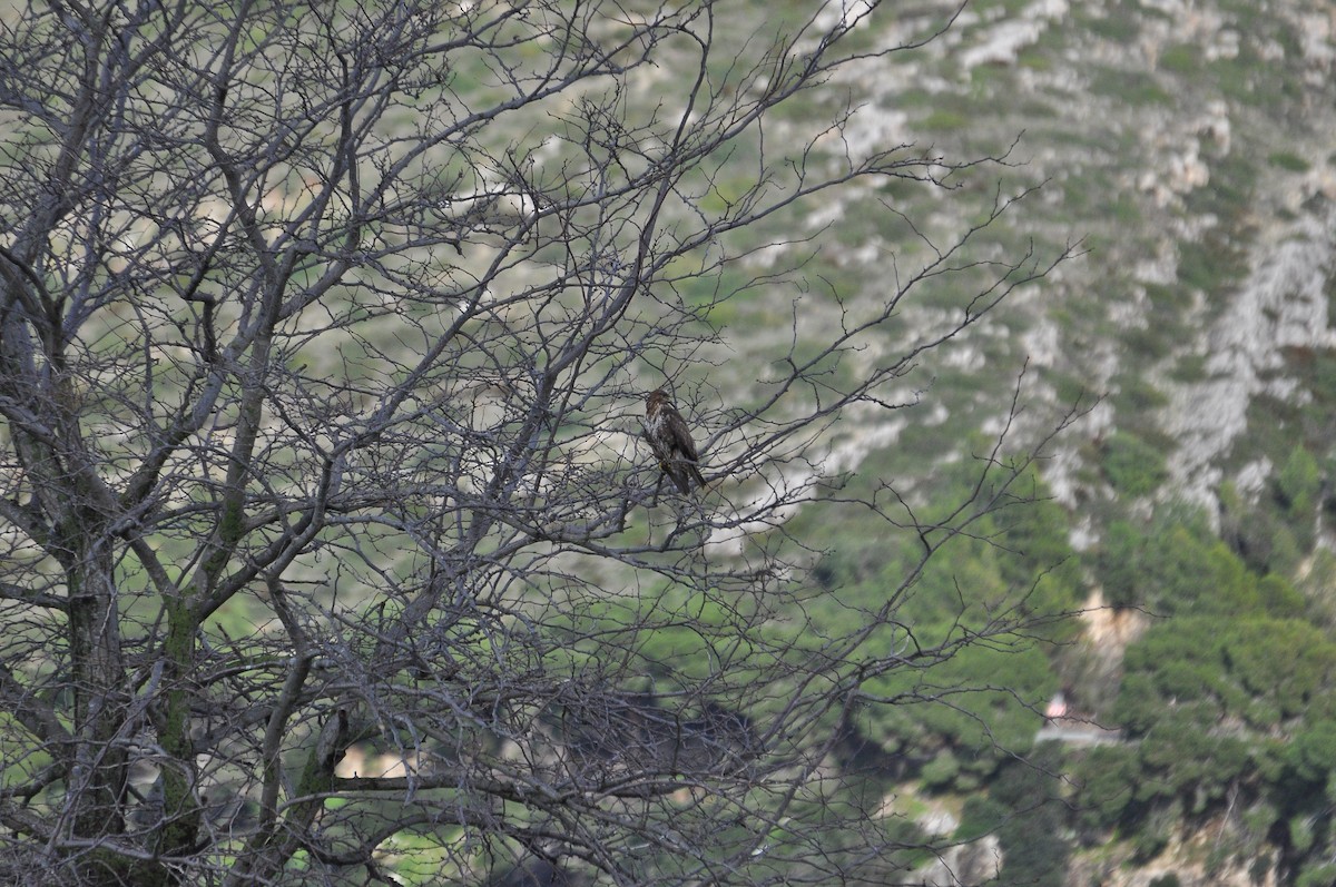 Common Buzzard - ML646517228