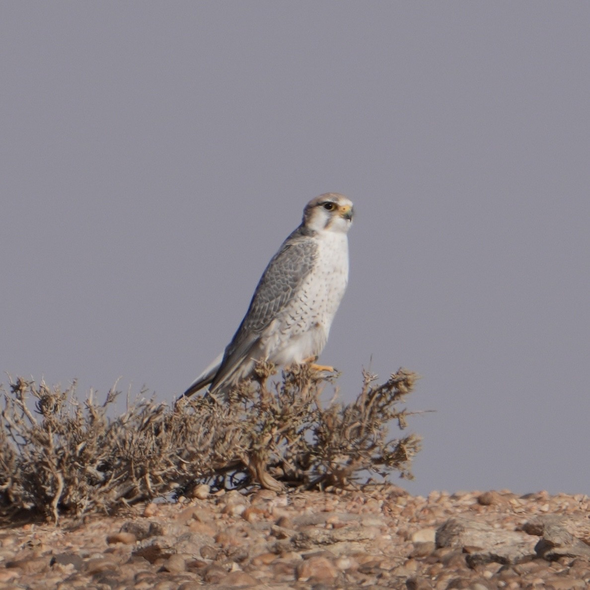 Lanner Falcon - ML646517230