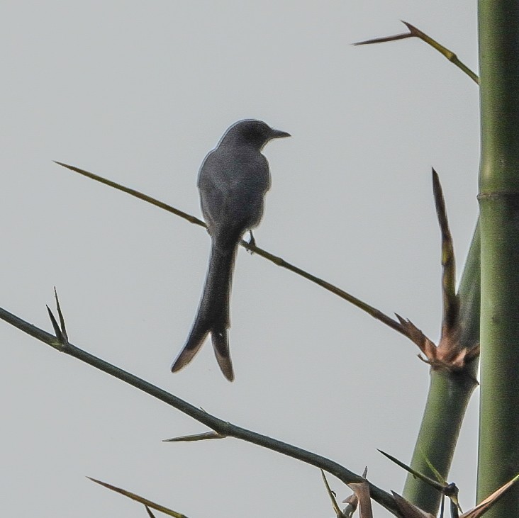 Ashy Drongo - ML646517231