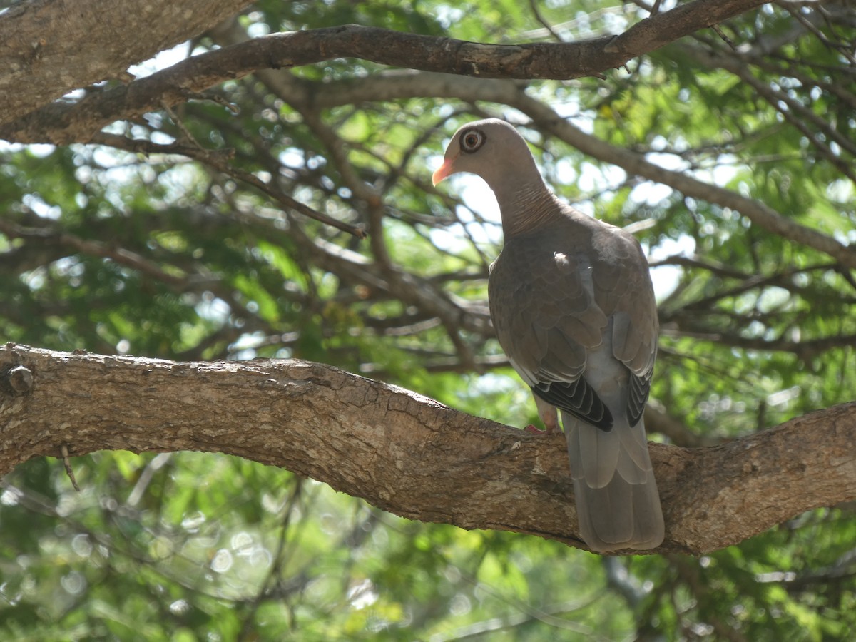 Bare-eyed Pigeon - ML646517232