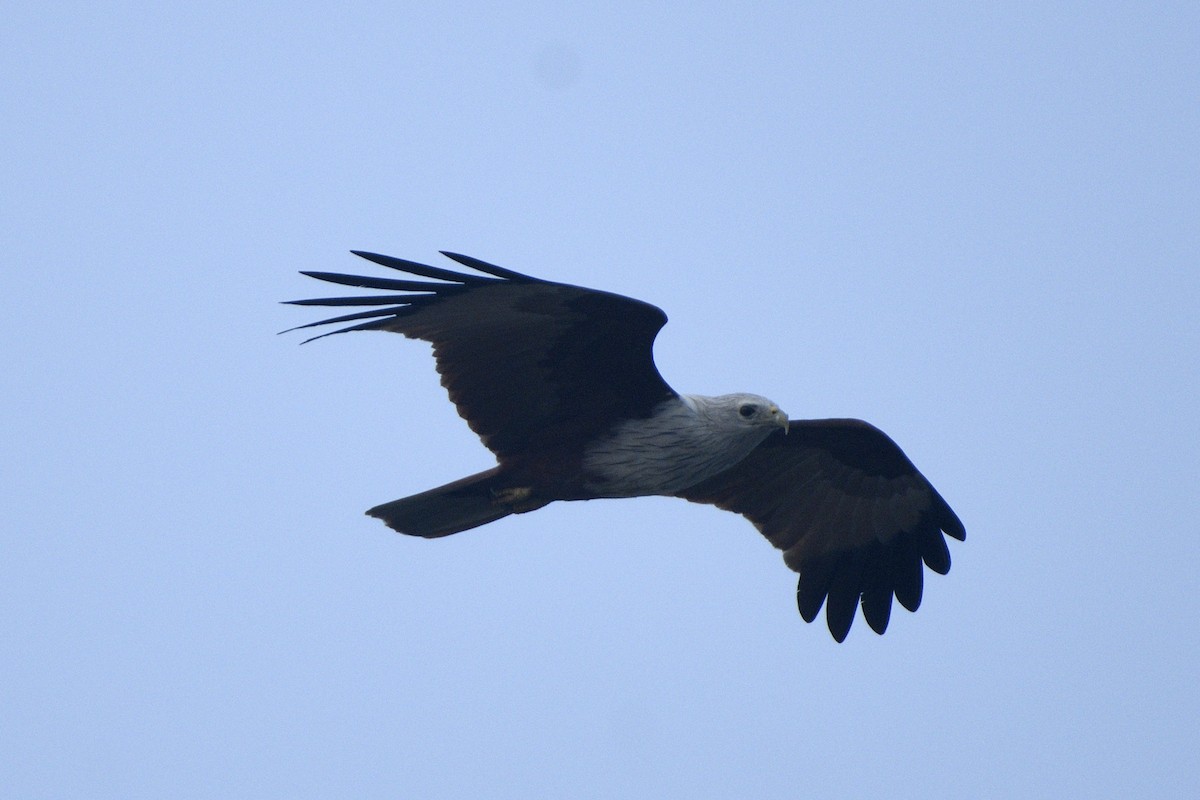 luňák bělohlavý - ML646517234