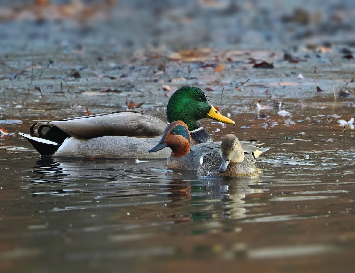 Green-winged Teal - ML646517235