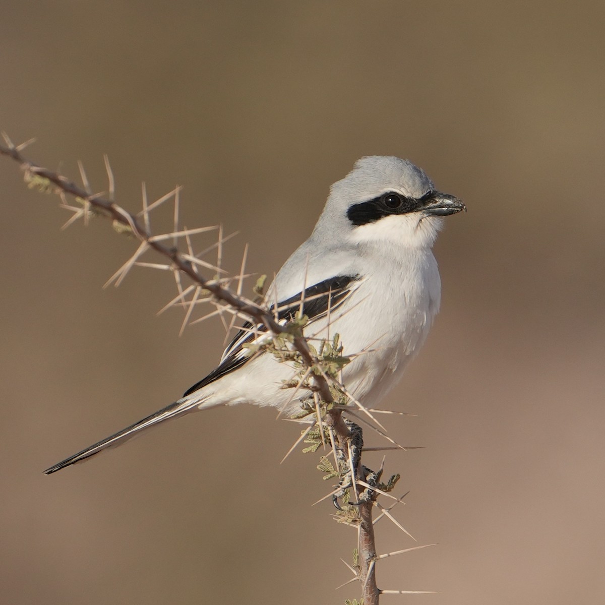 Great Gray Shrike - ML646517236