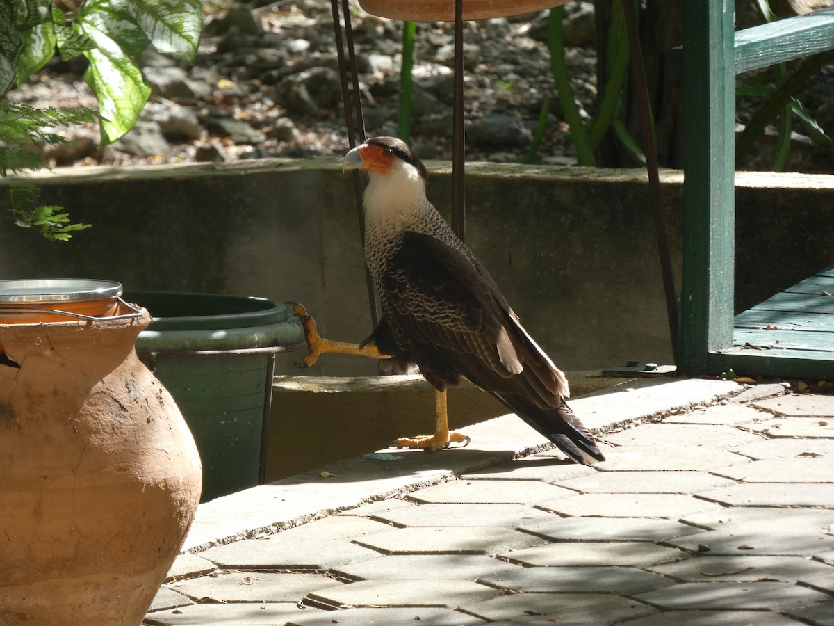 Crested Caracara - ML646517237