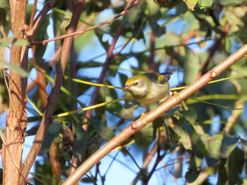 Golden-winged Warbler - ML646517238