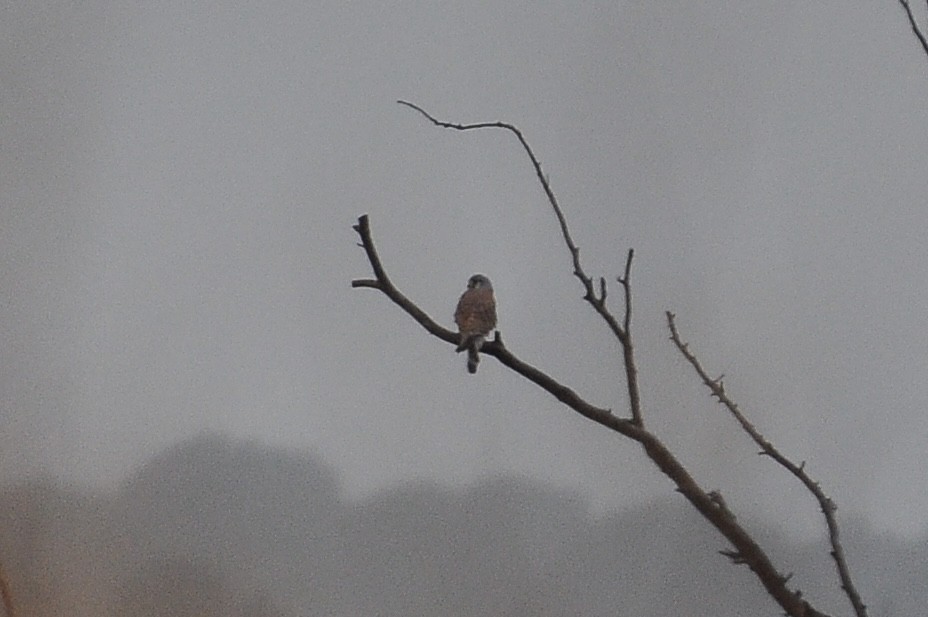 Eurasian Kestrel - ML646517239