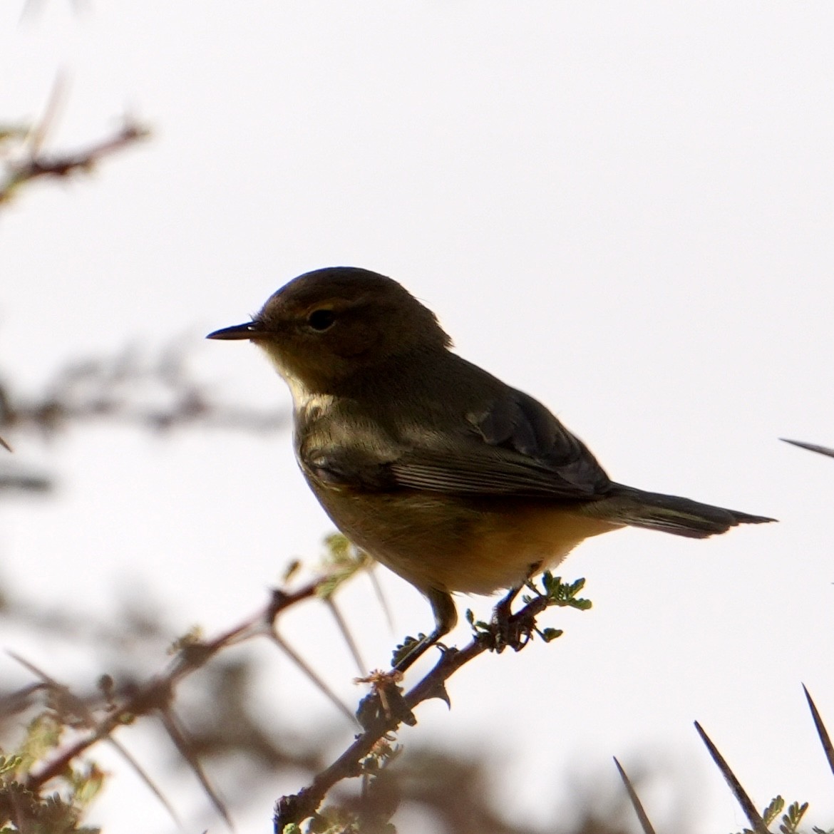 Common Chiffchaff - ML646517240