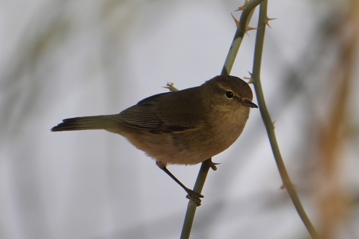 Common Chiffchaff - ML646517241