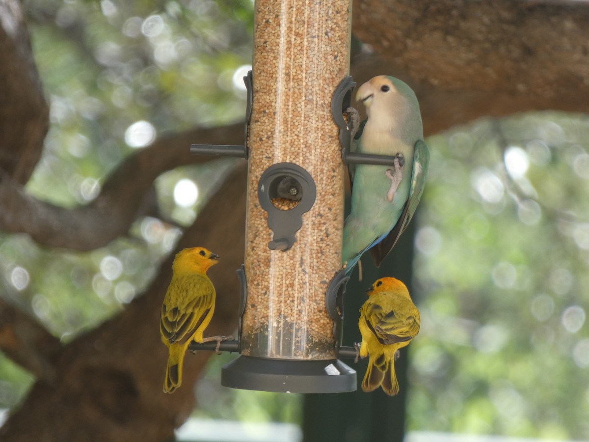 lovebird sp. - ML646517242