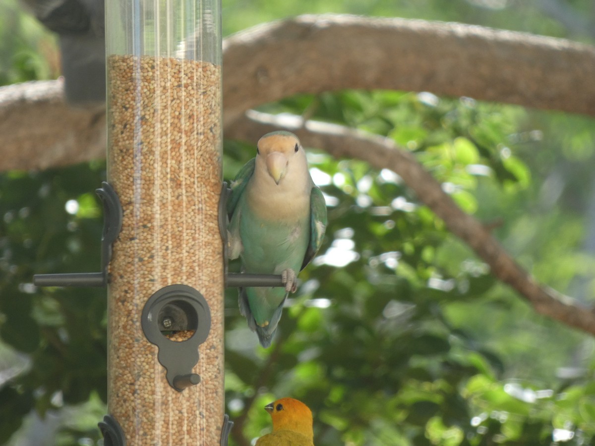 lovebird sp. - ML646517243