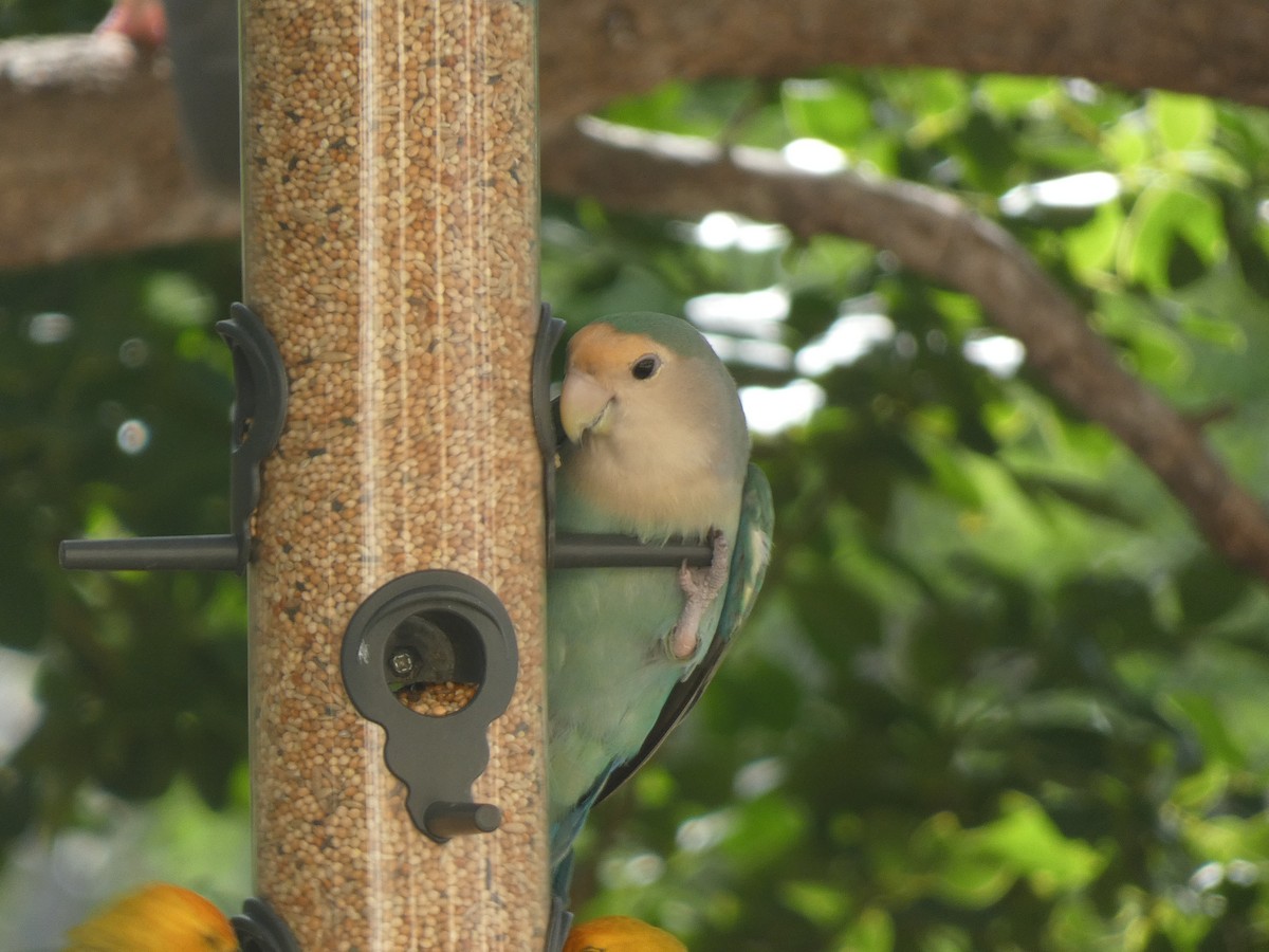 lovebird sp. - ML646517244