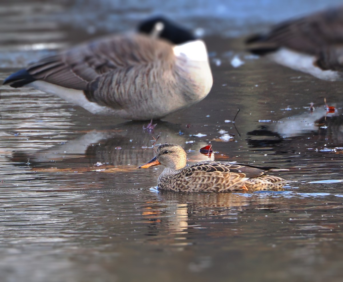 Gadwall - ML646517245