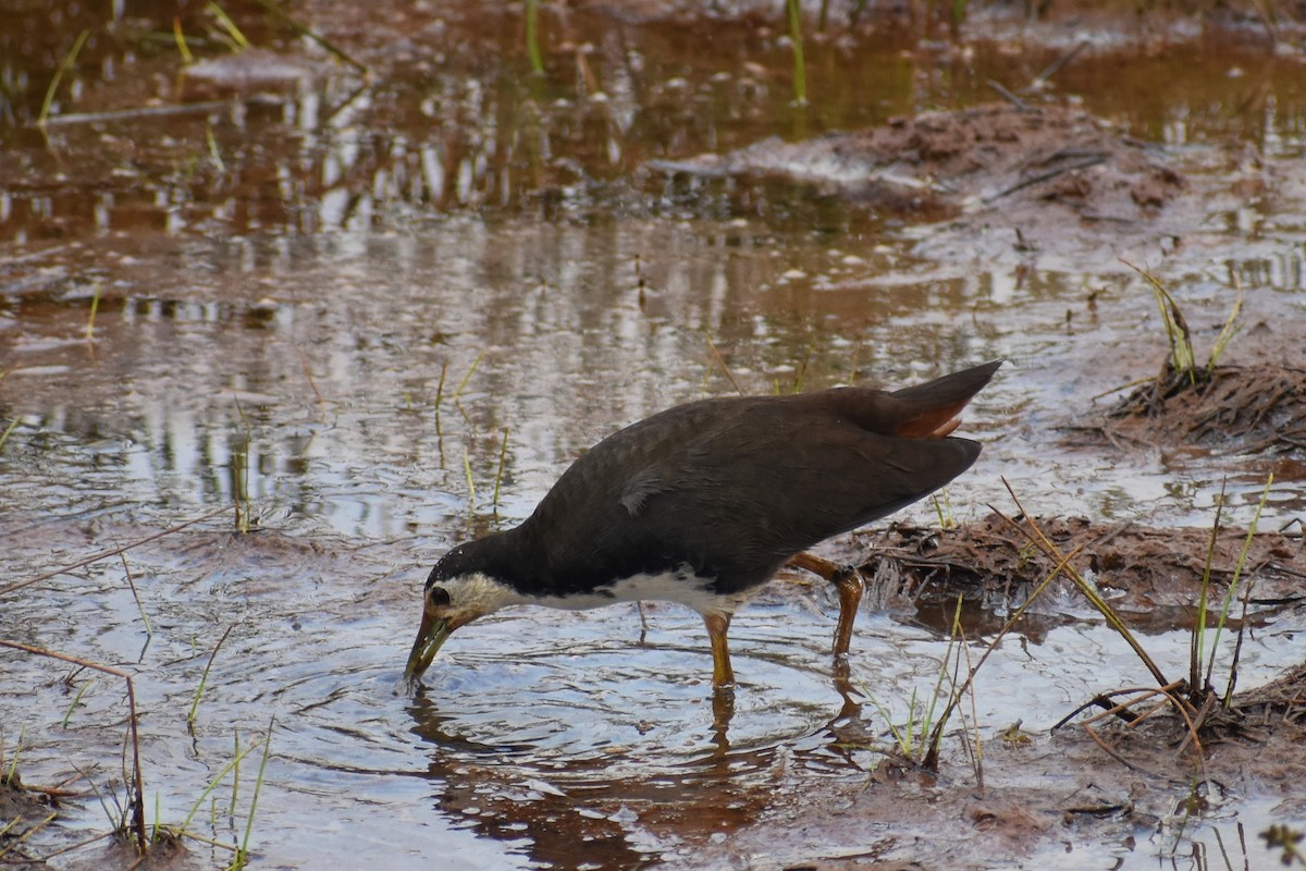 White-breasted Waterhen - ML646517246