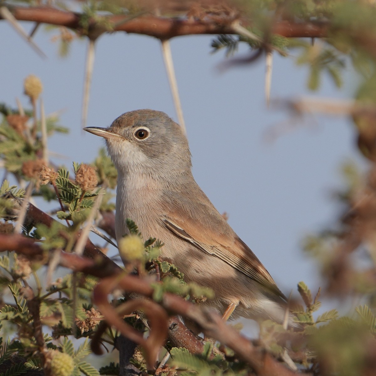 Spectacled Warbler - ML646517247