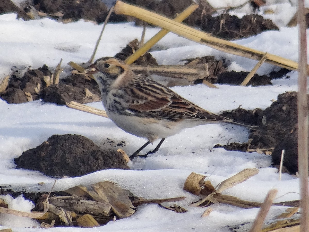 Lapland Longspur - ML646517248