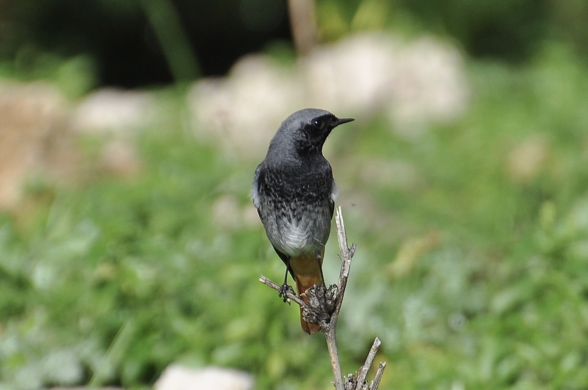 Black Redstart - ML646517250