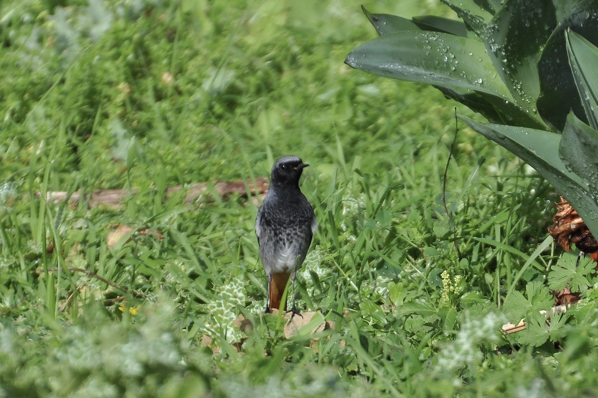 Black Redstart - ML646517251