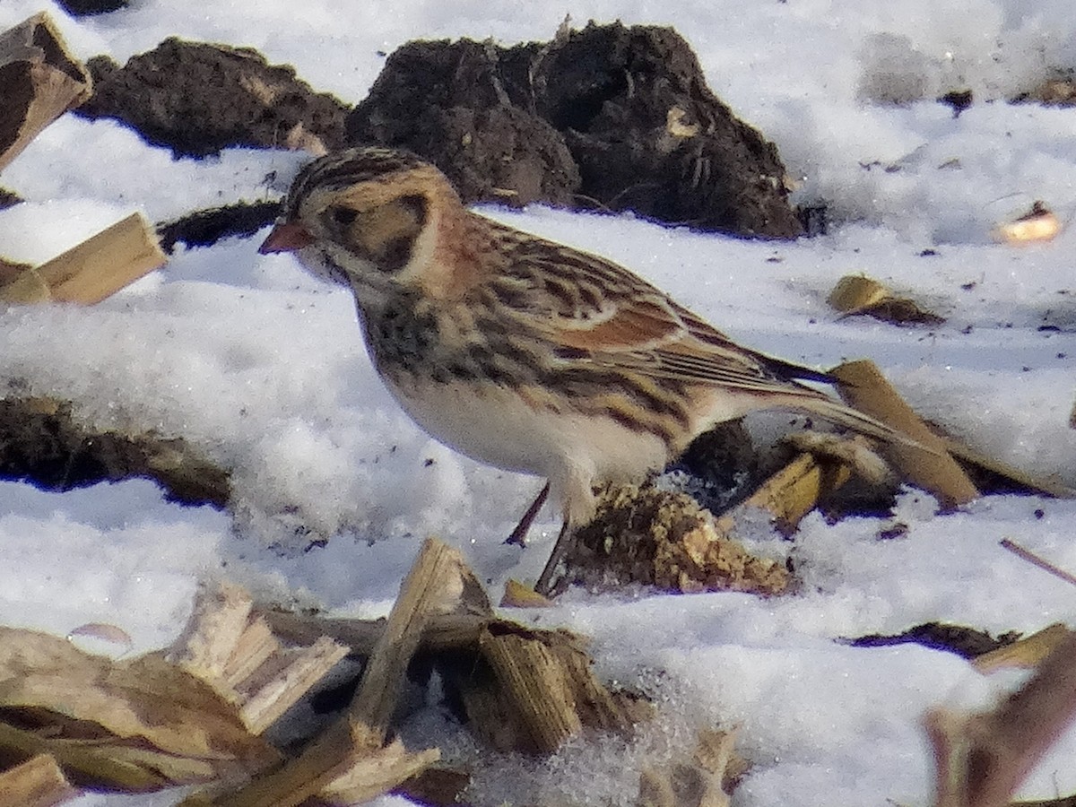 Lapland Longspur - ML646517252