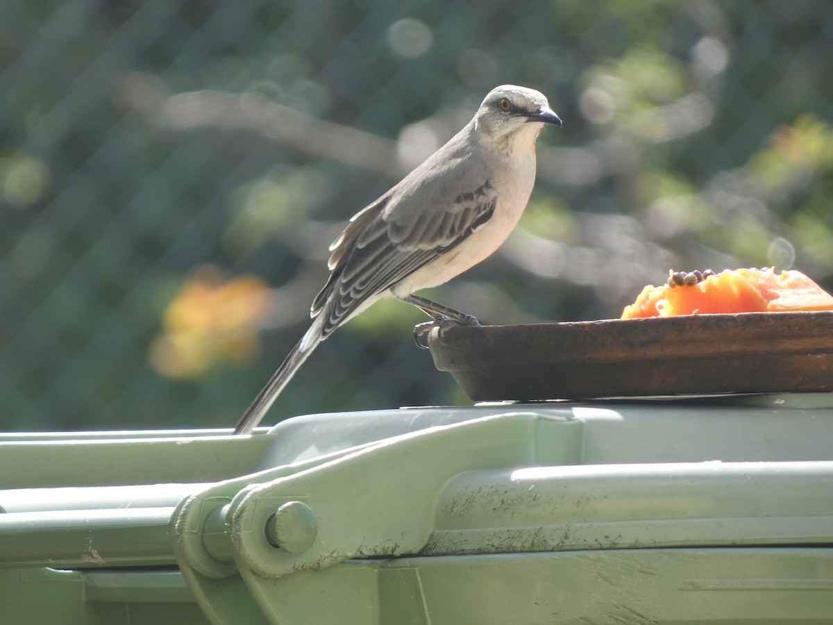 Tropical Mockingbird - ML646517253