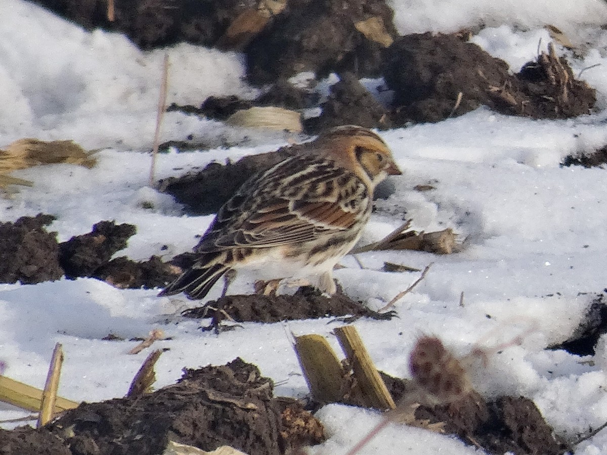Lapland Longspur - ML646517256