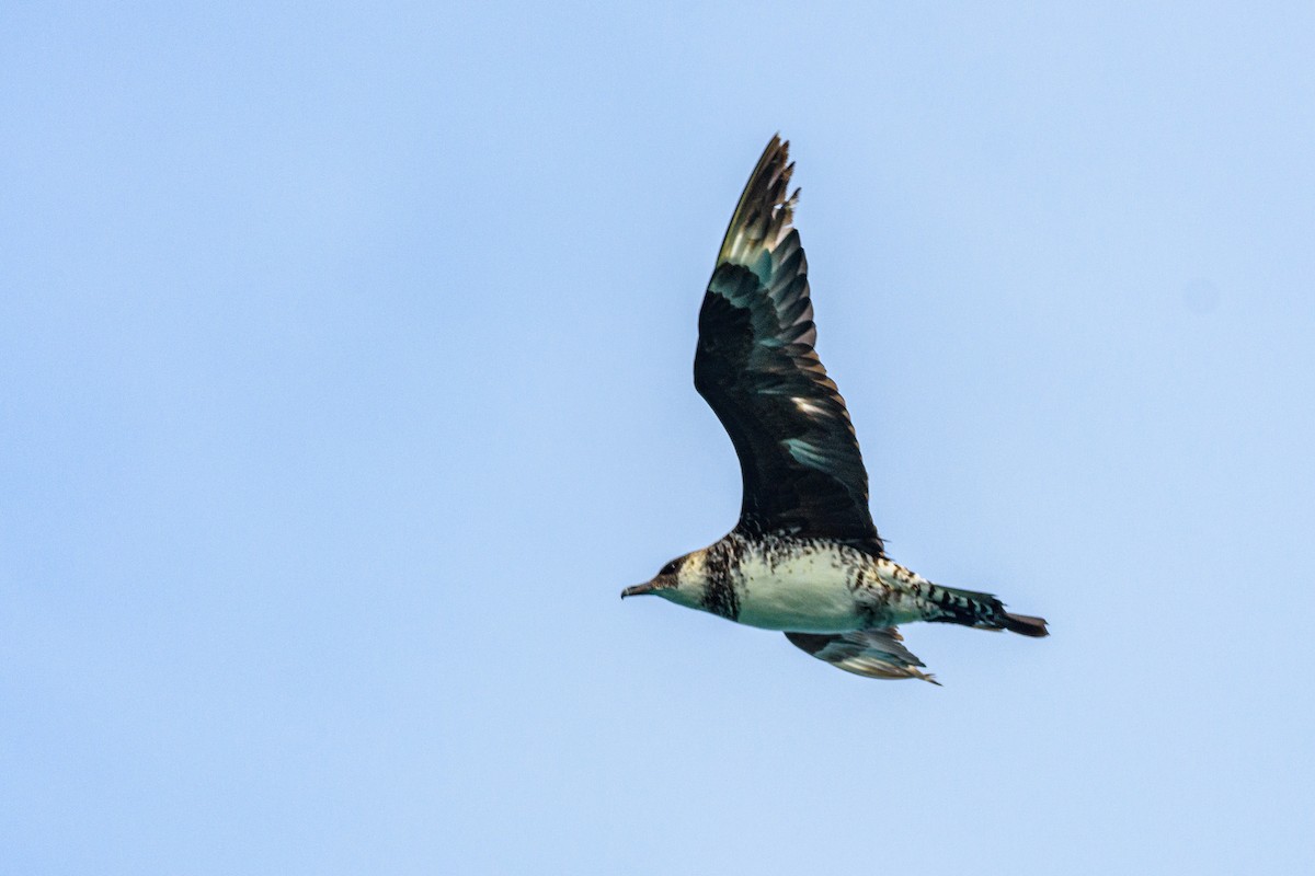 Pomarine Jaeger - ML646517257