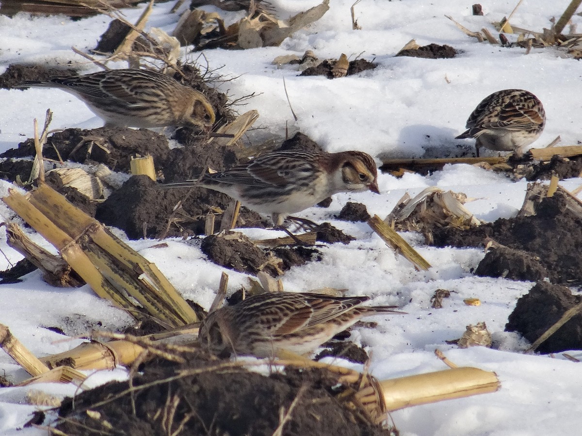 Lapland Longspur - ML646517259