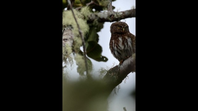 Andean Pygmy-Owl - ML646517261