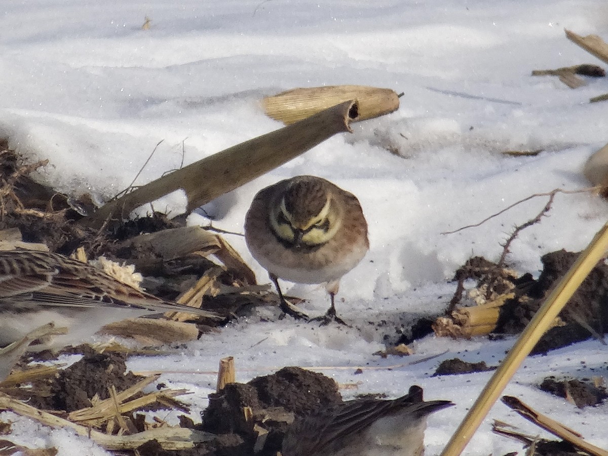 Horned Lark - ML646517262