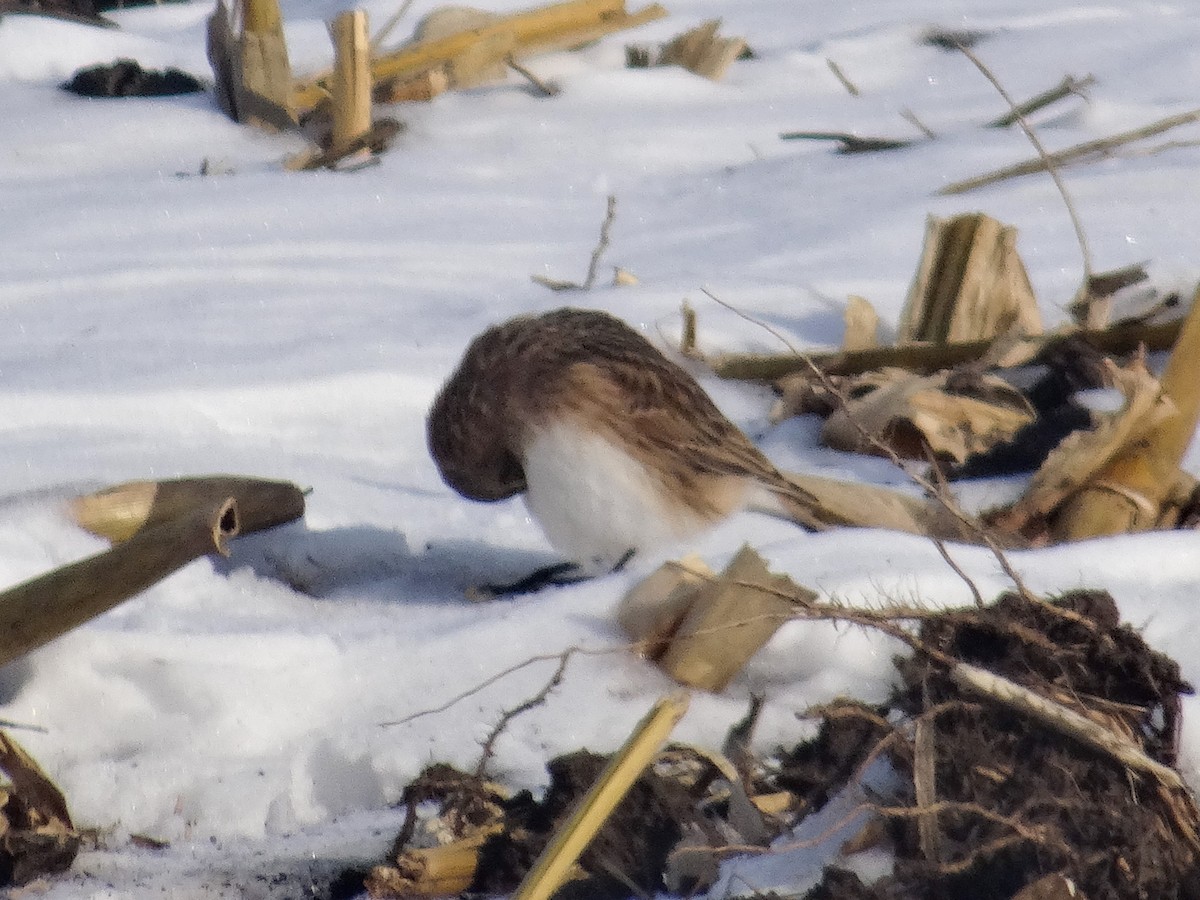 Horned Lark - ML646517263