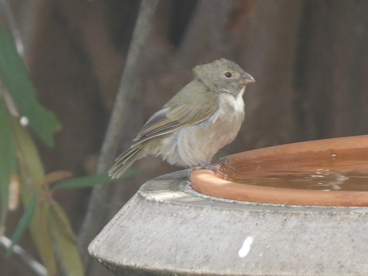 Black-faced Grassquit - ML646517264