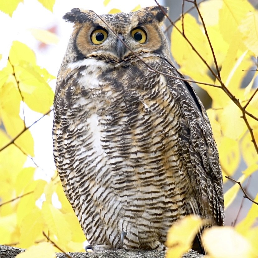 Great Horned Owl - ML646517267